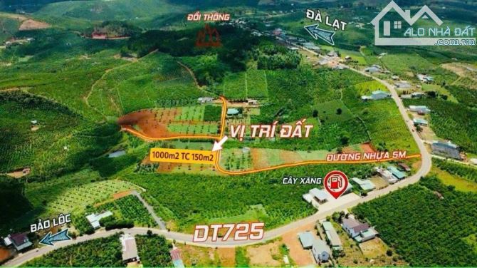 ĐẤT NGHỈ DƯỠNG VIEW RỪNG THÔNG SẴN THỔ CƯ. ĐƯỜNG NHỰA TẬN NƠI