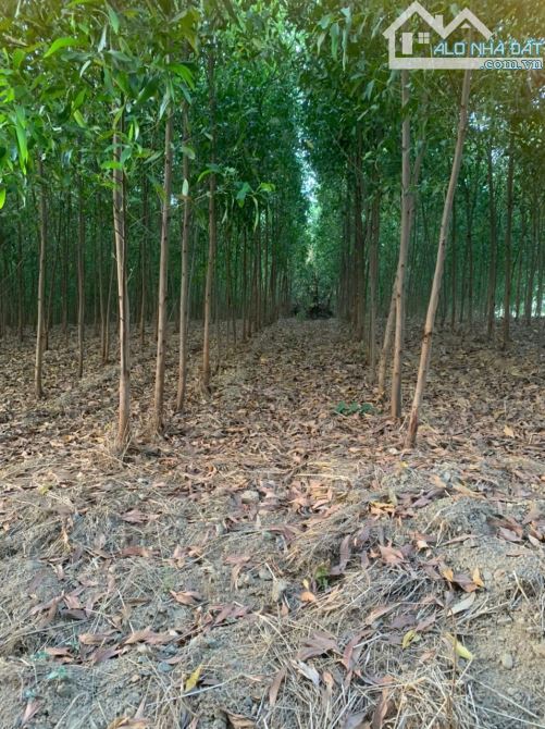 10.000m2 đất đẹp, vuông vức, bằng phẳng, thế đất cao - 2
