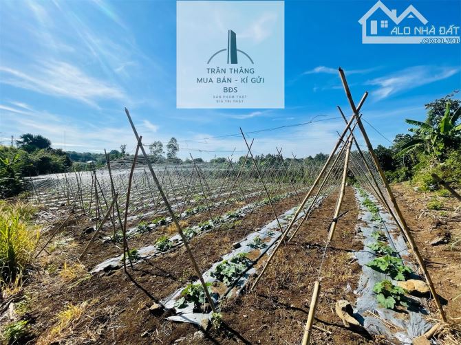 Đất Giáp Rừng Sao Xã Suối Rao - Gần Nhiều Khu Nghĩ Dưỡng Suối Rao Forest , Ecologe.... - 3