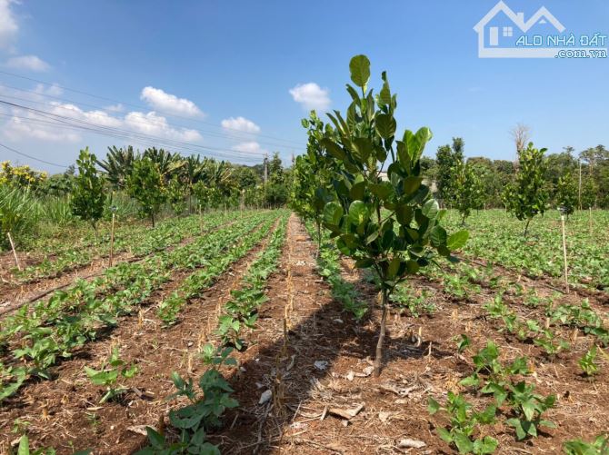 Bán nhanh 1000m2 chỉ 600tr đường ô tô gần trung tâm xã Suối Nho - 3