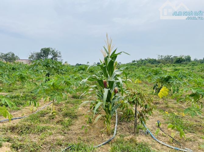 Kẹt tiền kinh doanh bán nhanh lô đất vườn 1000m2 giá chỉ 490 triệu - 1