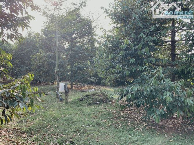 Bán gần 1 sào (789m2) đất Bàu Chinh, huyện Châu Đức, BRVT. - 3