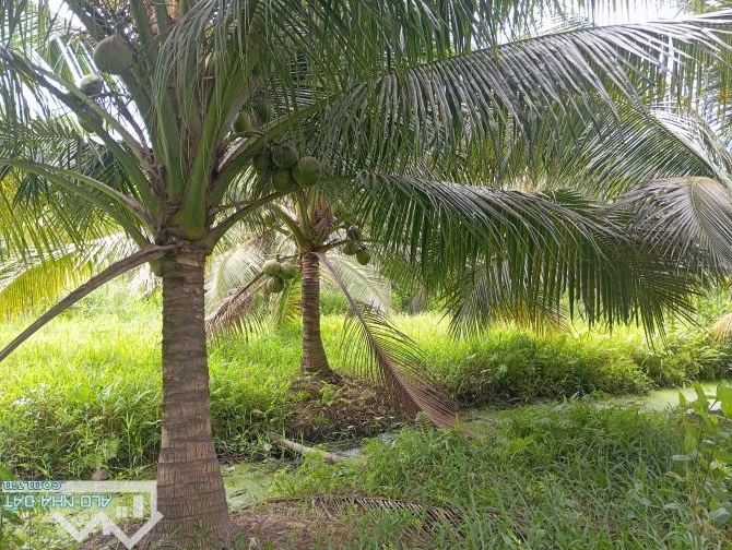 Cần bán gấp 5.230m2 vườn dừa đang cho trái, mỹ chánh,châu thành trà vinh - 1
