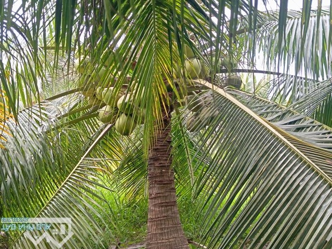Cần bán gấp 5.230m2 vườn dừa đang cho trái, mỹ chánh,châu thành trà vinh - 2