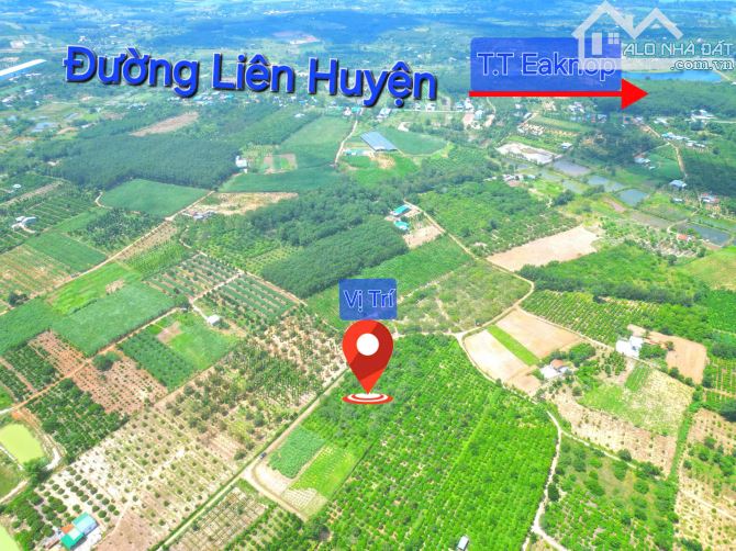 Đất thị trấn EA KNỐP_SẴN THỔ CƯ NGANG 16m NGAY KHU DÂN CƯ_đất trồng full sầu riêng_190 TR