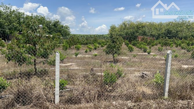 Bán  Vươn 2400m2 có  trồng cây sẳn , Binh Dương,giá 950 triệu,sổ hồng