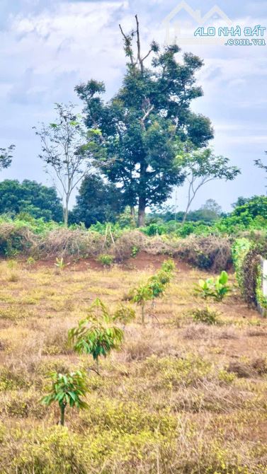 Bán Vườn Sầu Riêng năm 2, 4463m2, Quy Hoạch Đất Ở, hẽm ô tô tại Sông Ray, Cẩm Mỹ, Đồng Nai - 1