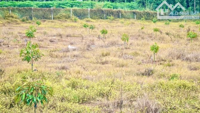 Bán Vườn Sầu Riêng năm 2, 4463m2, Quy Hoạch Đất Ở, hẽm ô tô tại Sông Ray, Cẩm Mỹ, Đồng Nai - 2