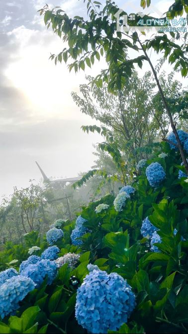 Bán đất Đạ Sar, Lạc Dương, Lâm Đồng. 5100m²  - 15ty  Cách Hồ Xuân Hương 18km - 2