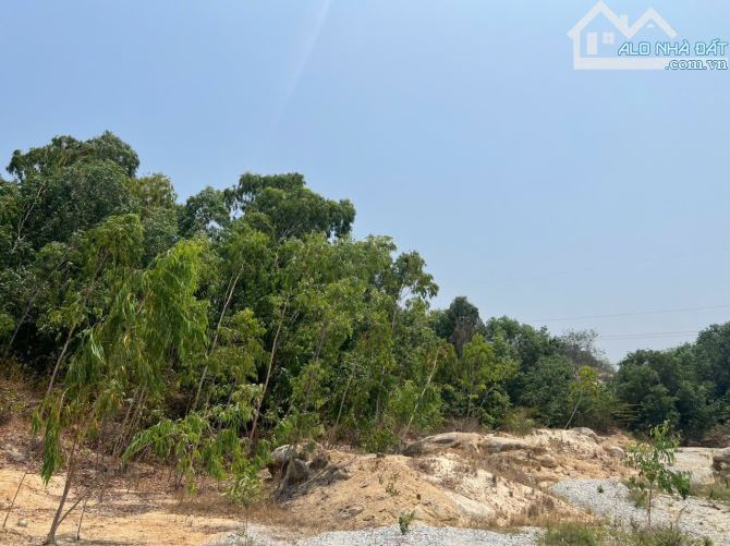 Cần bán gấp 6,8ha đất cln Cam Phúc Bắc, Cam Ranh giá rẻ - 3