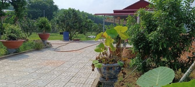 Giá cực rẻ 8,5 tỷ. Bán nhà vườn bưởi 6600m hiện đang thu hoạch tốt xã Bình Lợi, Vĩnh Cữu. - 2
