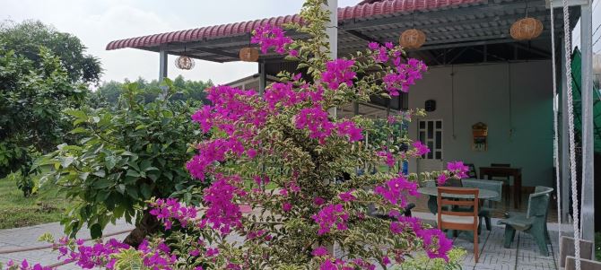 Bán vườn bưởi đẹp 6800m sổ riêng đường oto, giá cực rẻ 8,5 tỷ xã Bình Lợi, Vĩnh Cữu. - 2