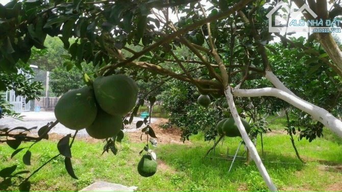 Giá cực rẻ 8,5 tỷ. Bán nhà vườn bưởi 6600m hiện đang thu hoạch tốt xã Bình Lợi, Vĩnh Cữu. - 4