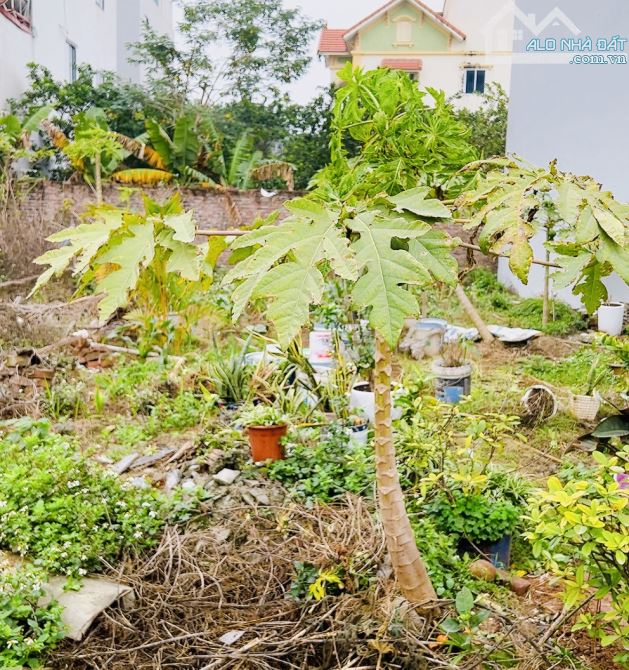Chính chủ cần tiềnn bánn gấp đất đẹp ngõ thông Cán Khê NGuyên Khê 96m zá rẻ - 1