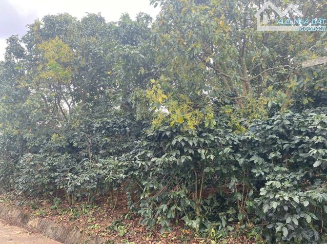 254m2 đất thổ cư, view săn mây, khu quy hoạch Xuân Trường- Đà Lạt. Giá 20 triệu/m - 6