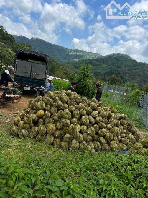 Gấp bán 4,8 hecta Sầu Riêng, Đạ Huoai Lâm Đồng