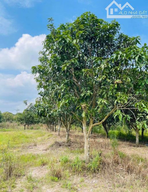 📢 BÁN 12000m ĐẤT VƯỜN SUỐI CAO - XUÂN LỘC 📢 - 1