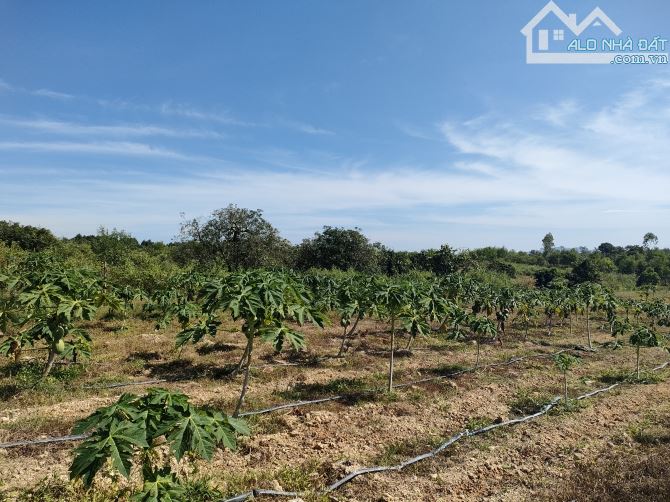 Bán đất 2012m2 tặng nhà vườn, gần sông La Ngà mát mẻ, đường ô tô - 2