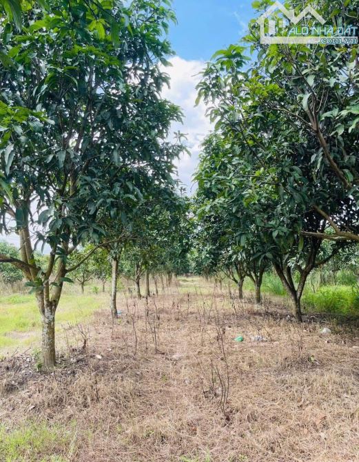 📢 BÁN 12000m ĐẤT VƯỜN SUỐI CAO - XUÂN LỘC 📢 - 3