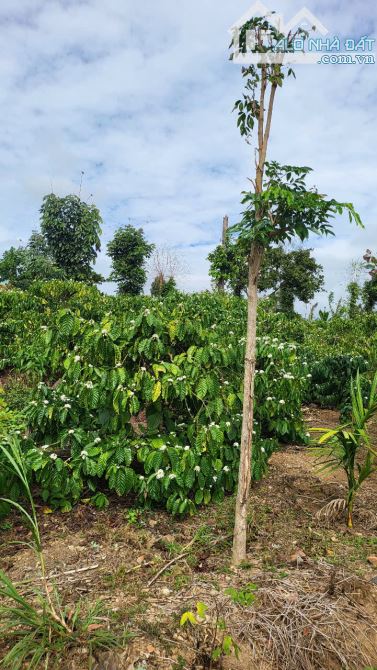 Bán đất thổ cư đường bê tông gần ủy ban xã Dray Sáp giá 40tr 1m. - 5