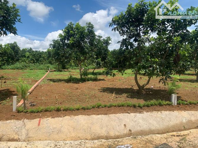 Đất Bảo Lộc mặt tiền đường liên thôn bán cắt lỗ chỉ 590 triệu/100m2 thổ cư - 1