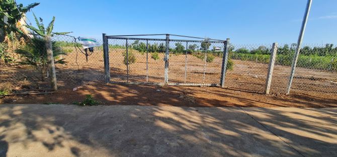 Bán Vườn Sầu Riêng năm 2, 4463m2, Quy Hoạch Đất Ở, hẽm ô tô tại Sông Ray, Cẩm Mỹ, Đồng Nai - 3