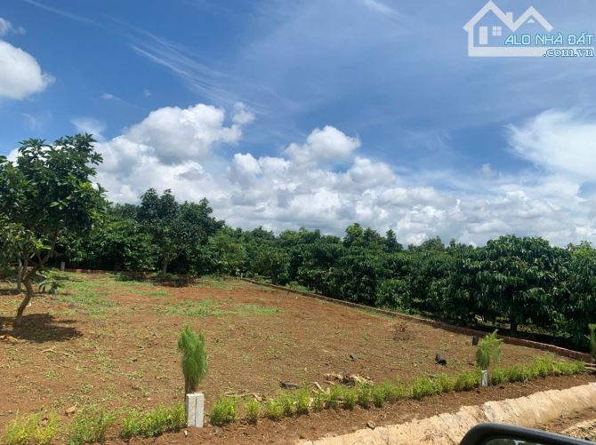 Đất Bảo Lộc mặt tiền đường liên thôn bán cắt lỗ chỉ 590 triệu/100m2 thổ cư - 2