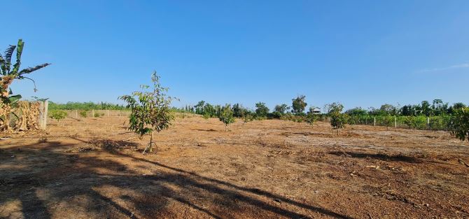 Bán Vườn Sầu Riêng năm 2, 4463m2, Quy Hoạch Đất Ở, hẽm ô tô tại Sông Ray, Cẩm Mỹ, Đồng Nai - 4