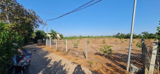 Bán Vườn Sầu Riêng năm 2, 4463m2, Quy Hoạch Đất Ở, hẽm ô tô tại Sông Ray, Cẩm Mỹ, Đồng Nai - 5