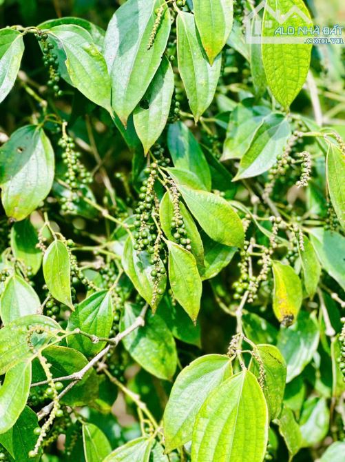 LÔ ĐẤT HEC SIÊU ĐẸP TẠI TP. BUÔN MA THUỘT – GIÁ RẺ BẤT NGỜ