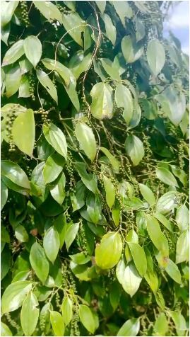 LÔ ĐẤT HEC SIÊU ĐẸP TẠI TP. BUÔN MA THUỘT – GIÁ RẺ BẤT NGỜ - 3