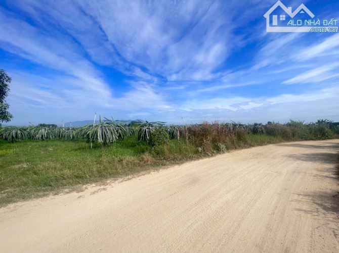 🍀 BÁN ĐẤT VƯỜN THANH LONG TẠI XÃ HÀM MỸ SÁT NHẬP VÀO TP. PHAN THIẾT - BÌNH THUẬN