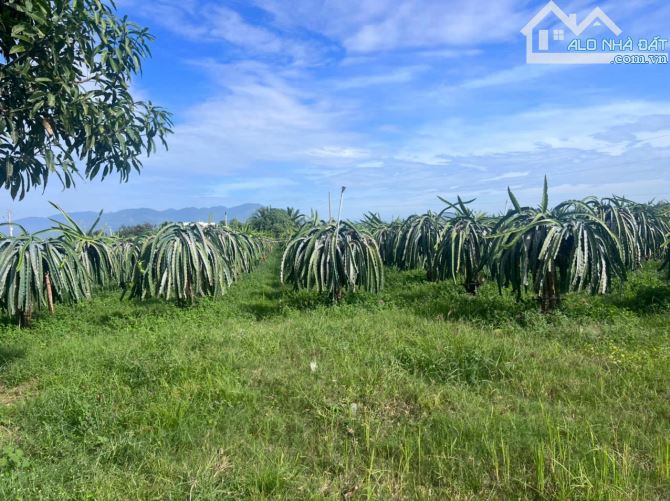 🍀 BÁN ĐẤT VƯỜN THANH LONG TẠI XÃ HÀM MỸ SÁT NHẬP VÀO TP. PHAN THIẾT - BÌNH THUẬN - 1