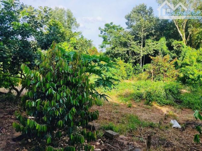bán vườn nghĩ dưỡng Hàng Gòn - Long Khánh 1288m2 full hồng - 6