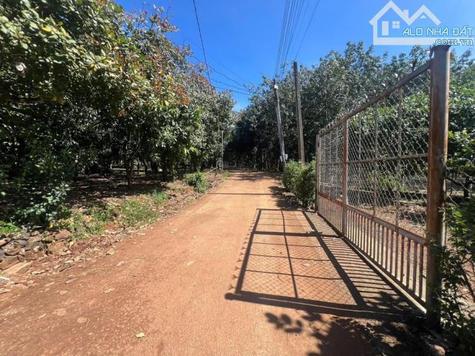 KẸT TIỀN CẦN BÁN 47757M2 VƯỜN SẦU RIÊNG ĐANG THU HOẠCH CÁCH SAIGON 90KM CHỈ 10TỶ - 1