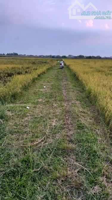 đất lúa ấp rừng dầu xã tân mỹ ngay khu đô thị 930 ha - 1