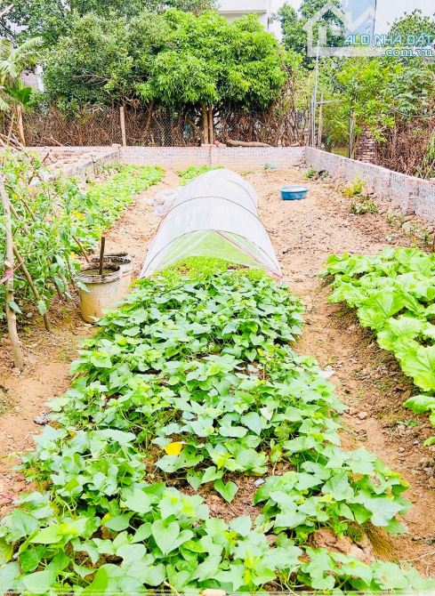ĐẤT ĐẤU GIÁ ĐẸP Ô TÔ TRÁNH PHÓNG VÙ VÙ VÕNG LA _ĐÔNG ANH ZÁ RẺ - 1