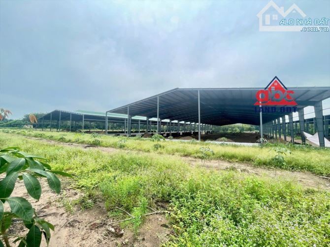 X021 Bán Xưởng đang hoàn thiện kết cấu khung thép kiên cố - Phú Giáo - Bình Dương Chúng tô - 1