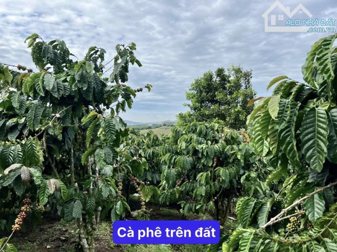 ✨ 1.254m2 View Hồ, View đồi núi săn mây bao quanh rừng thông mát mẻ, nằm trong KDC - 669Tr - 2