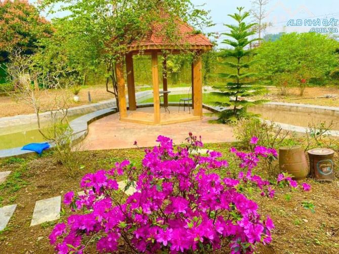 Chuyển nhượng biệt thự nhà vườn tại lương sơn hoà bình - 3