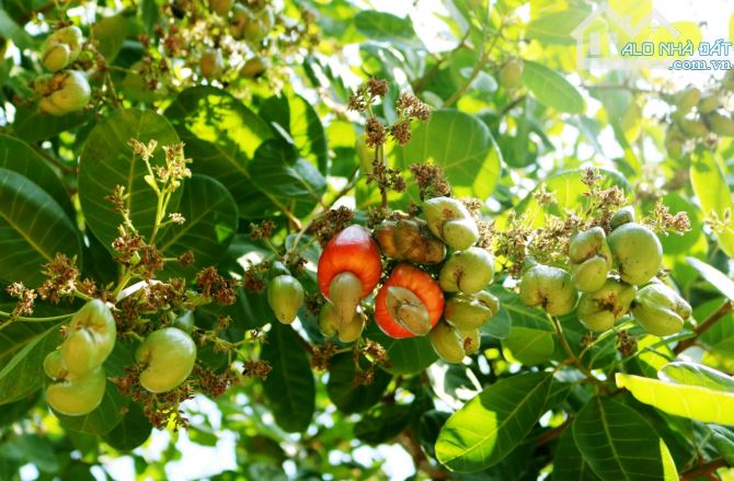 BÁN VƯỜN ĐIỀU VÀ CAO SU THU HOẠCH, ĐƯỜNG OTO, GẦN TỈNH LỘ, CÁCH TRUNG TÂM 5 PHÚT - 4