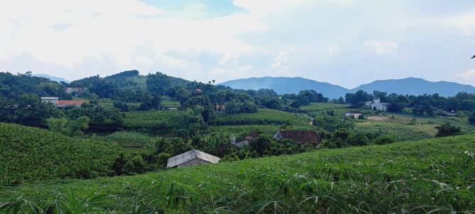 Giá đầu tư,Chỉ 2xxtr/sào đất thổ cư Minh Quang,Ba Vì,HN.View thoáng đẹp,đuôi đất có suối - 5