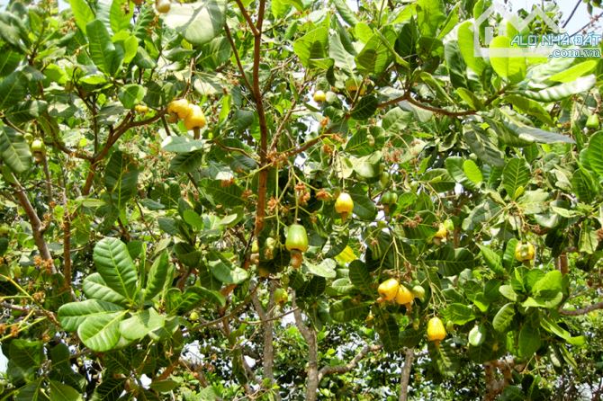 BÁN VƯỜN ĐIỀU VÀ CAO SU THU HOẠCH, ĐƯỜNG OTO, GẦN TỈNH LỘ, CÁCH TRUNG TÂM 5 PHÚT - 5
