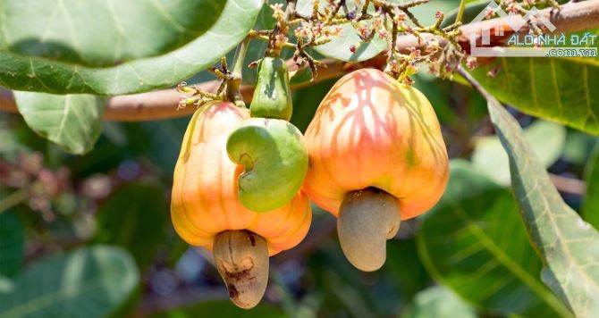BÁN VƯỜN ĐIỀU VÀ CAO SU THU HOẠCH, ĐƯỜNG OTO, GẦN TỈNH LỘ, CÁCH TRUNG TÂM 5 PHÚT - 6