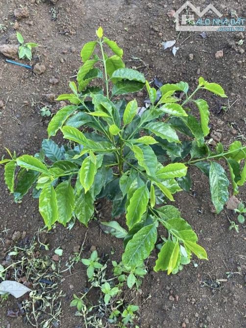 ✨ BÁN NHANH SIÊU PHẨM 2 MẶT TIỀN: 13.457m2 (gần 1.4 Héc) CÔNG CHỨNG SỚM - GIÁ: chỉ 478Tr - 4