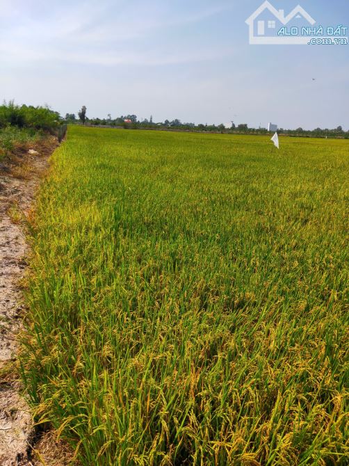 Bán đất ruộng xã Phương trà, Huyện Cao lãnh tỉnh Đồng tháp