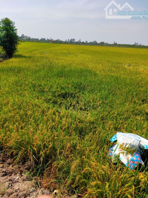 Bán đất ruộng xã Phương trà, Huyện Cao lãnh tỉnh Đồng tháp - 1