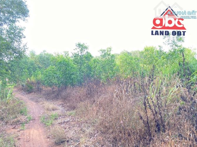 Bán Đất Cách Đường QL1A 800m. Xã Bắc Sơn-TB, hơn 5000m2. SHR. Chỉ 10ty5 - 1