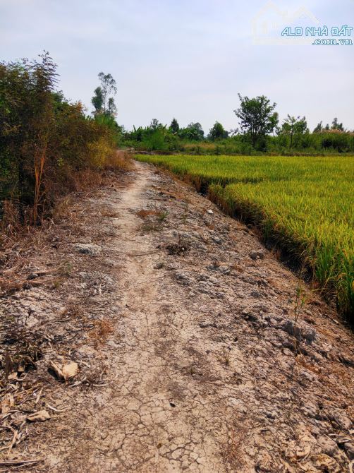 Bán đất ruộng xã Phương trà, Huyện Cao lãnh tỉnh Đồng tháp - 2