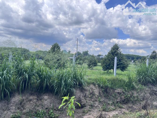 BÁN vườn Sầu Riêng 3658m2 ở Dầu Tiếng Bình Dương Giá 950 triệu - 1